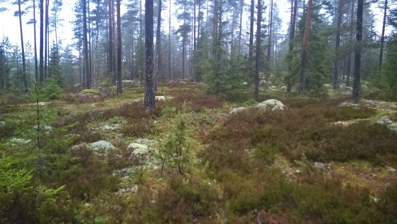 Mäkialuetta Mäkialuetta